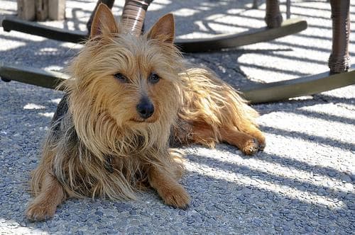 Australian Terrier