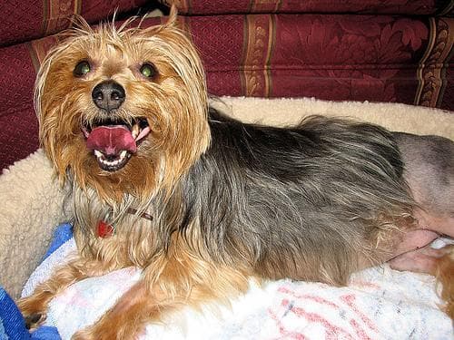 Australian Terrier