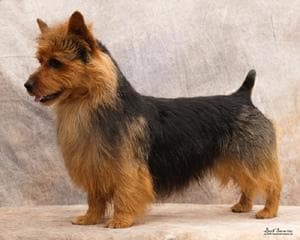 Australian Terrier
