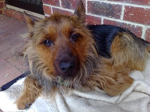 Australian Terrier