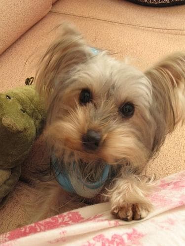 Australian Terrier
