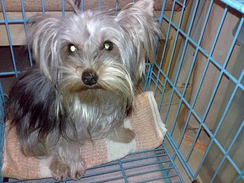 Australian Terrier