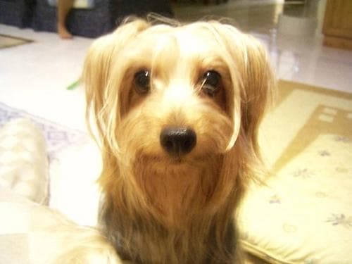Australian Terrier