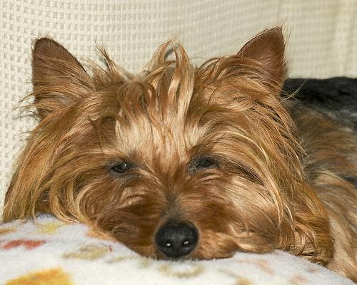 Australian Terrier
