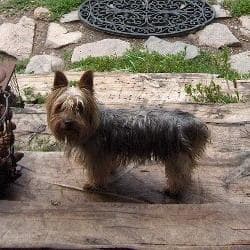 terrier