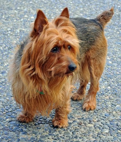 Australian Terrier