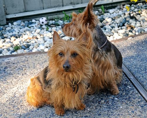 Australian Terrier