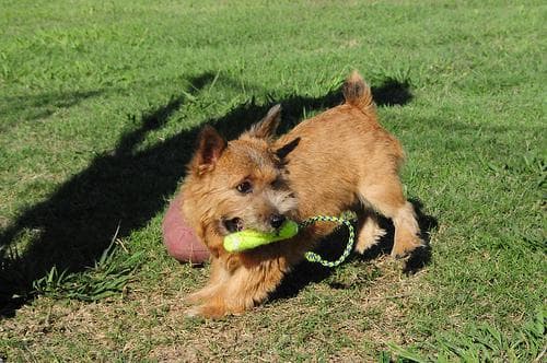 Australian Terrier
