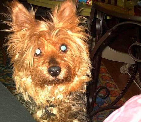 Australian Terrier