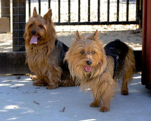 terrier