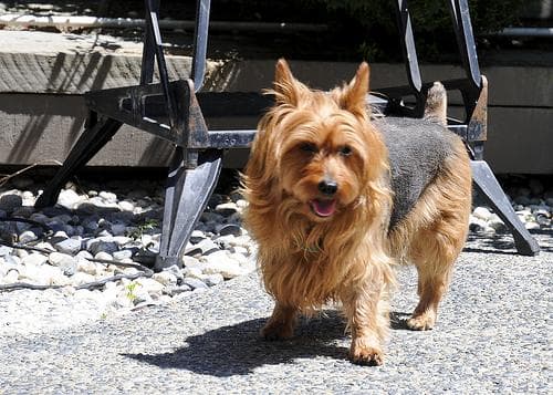 Australian Terrier