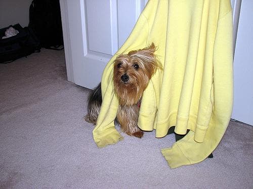 Australian Terrier