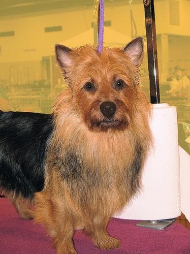 Australian Terrier