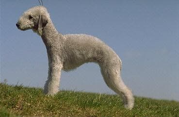 Bedlington Terrier