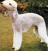 Bedlington Terrier