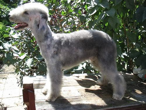 Bedlington Terrier
