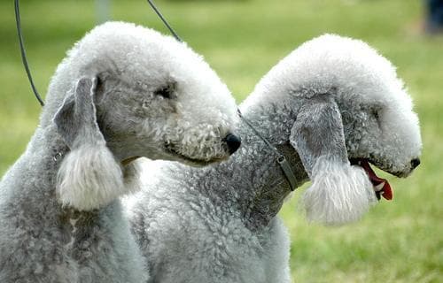 Bedlington Terrier