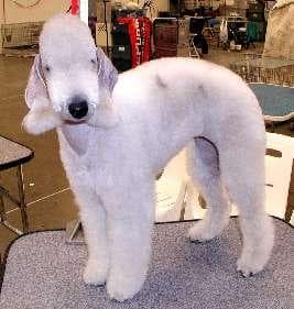 Bedlington Terrier