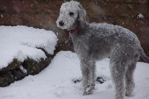 Bedlington Terrier