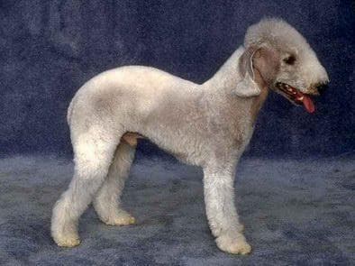 Bedlington Terrier