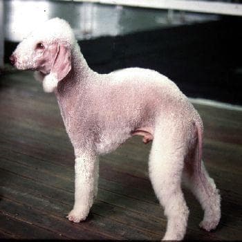 Bedlington Terrier