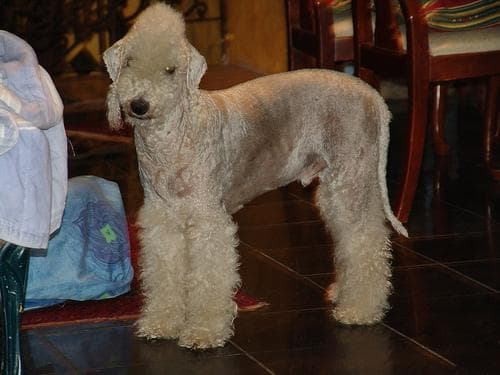 Bedlington Terrier