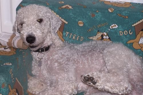 Bedlington Terrier