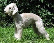Bedlington Terrier