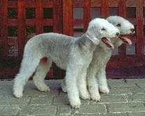 Bedlington Terrier