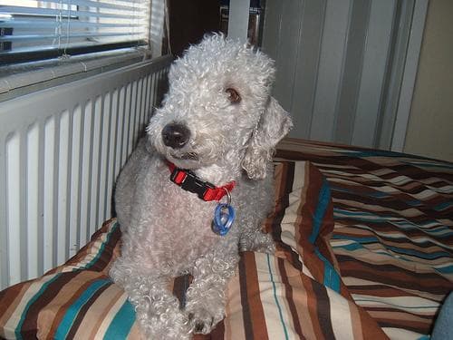 Bedlington Terrier