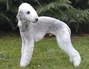 Bedlington Terrier