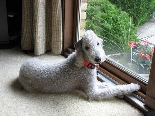 Bedlington Terrier
