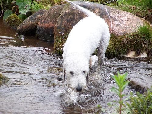 Bedlington Terrier