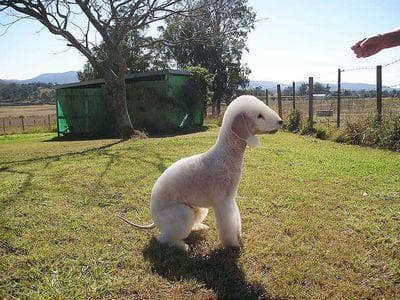 Bedlington Terrier
