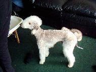 Bedlington Terrier