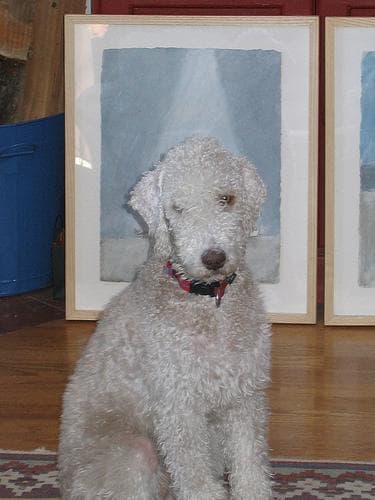 Bedlington Terrier