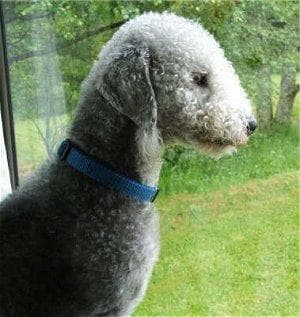 Bedlington Terrier