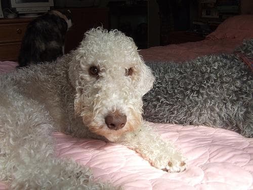 Bedlington Terrier
