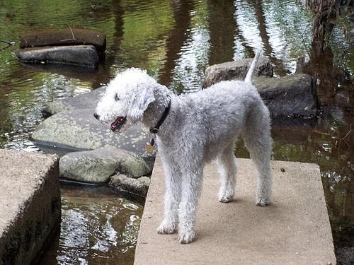 Bedlington Terrier