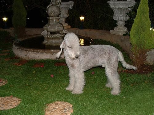Bedlington Terrier