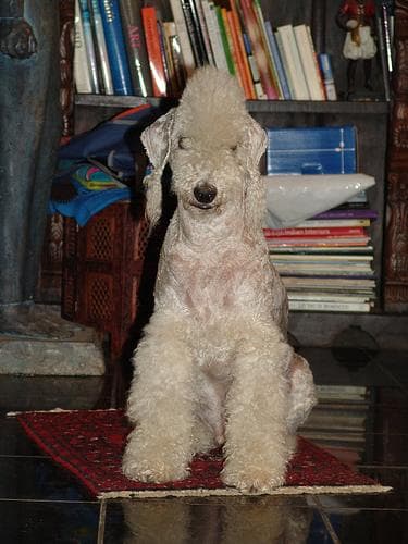 Bedlington Terrier