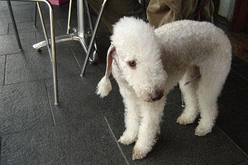 Bedlington Terrier