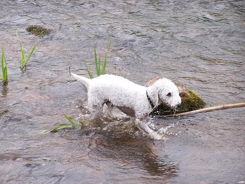 Bedlington Terrier
