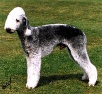 Bedlington Terrier