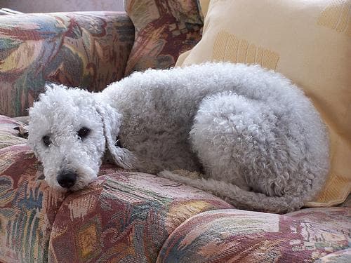 Bedlington Terrier