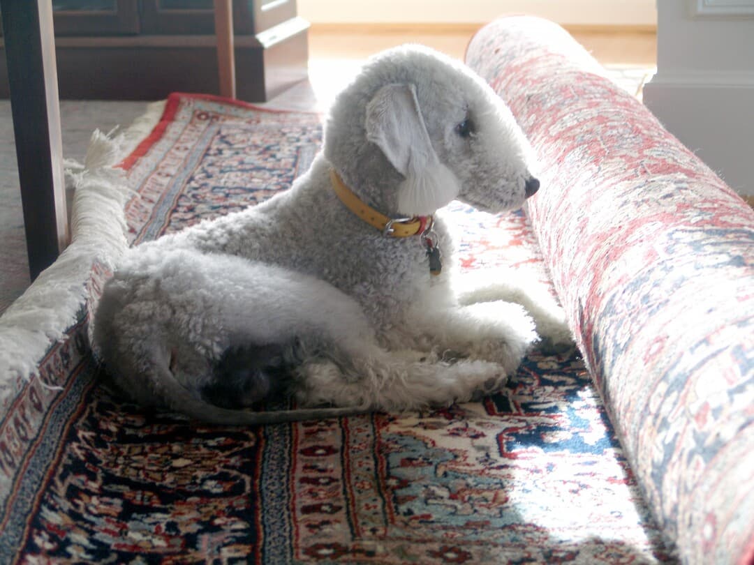 Bedlington Terrier