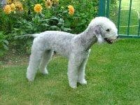 Bedlington Terrier