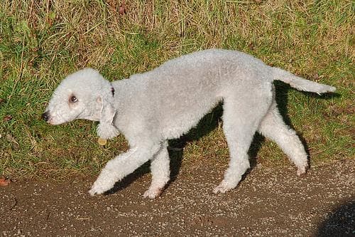 Bedlington Terrier