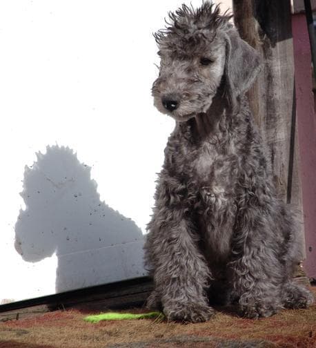 terrier