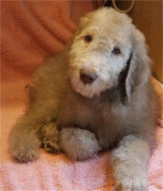 Bedlington Terrier